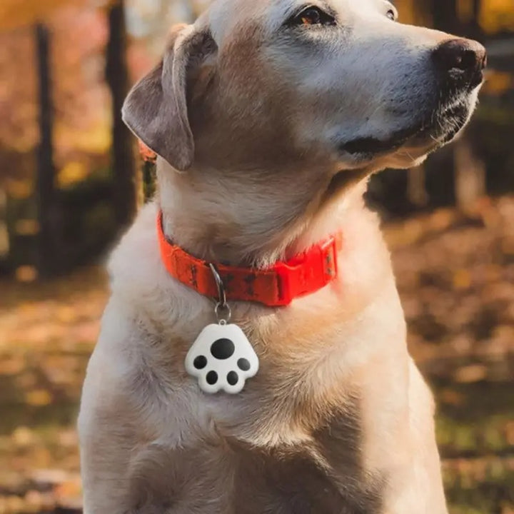 GPS Chien - Lokalizator Bluetooth Havenridges - Bezpieczeństwo Zwierząt
