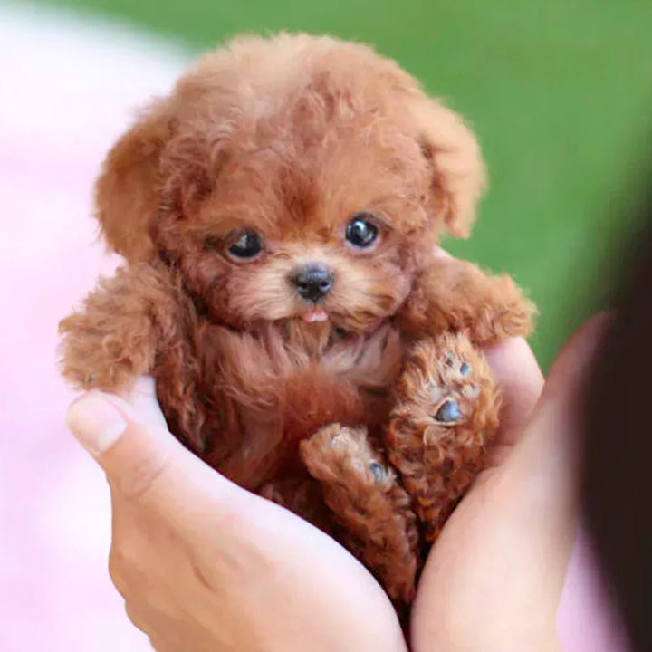 Adorable chiot en peluche réaliste, doux et câlin. Jouet enfant idéal.