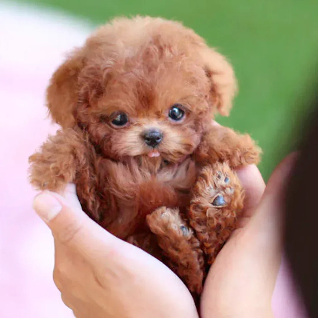 Adorable chiot en peluche réaliste, doux et câlin. Jouet enfant idéal.
