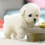 Blanc
