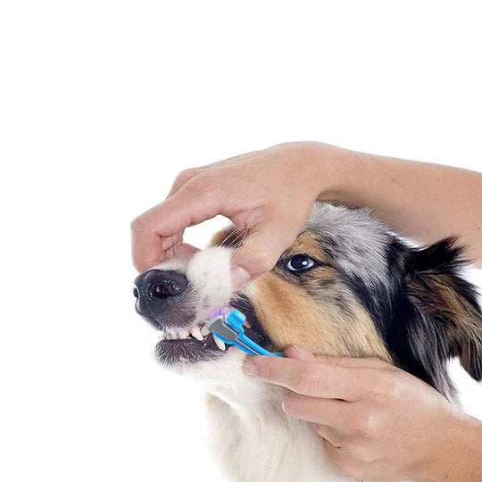 Brosse à dents chien 3 têtes. Soins dentaires optimaux. Nettoyage efficace, haleine fraîche.