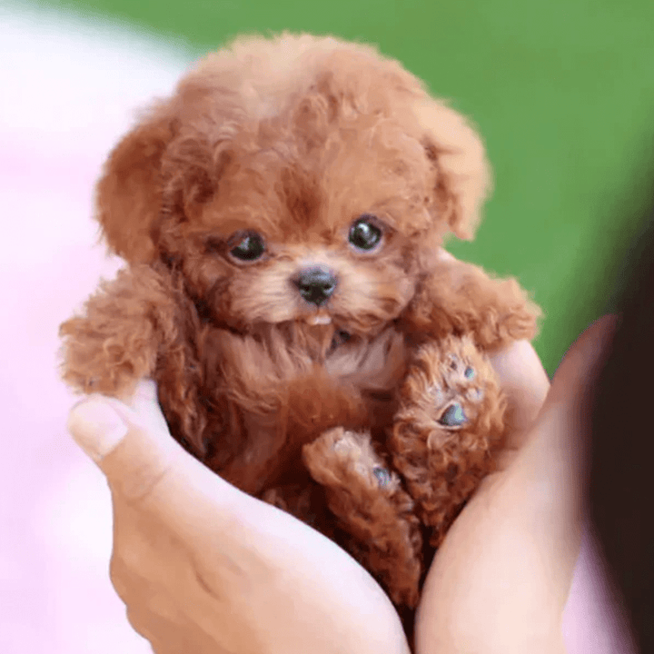Chiot interactif réaliste pour enfants. Jouet câlin et intelligent, stimulant l'imagination et le développement.
