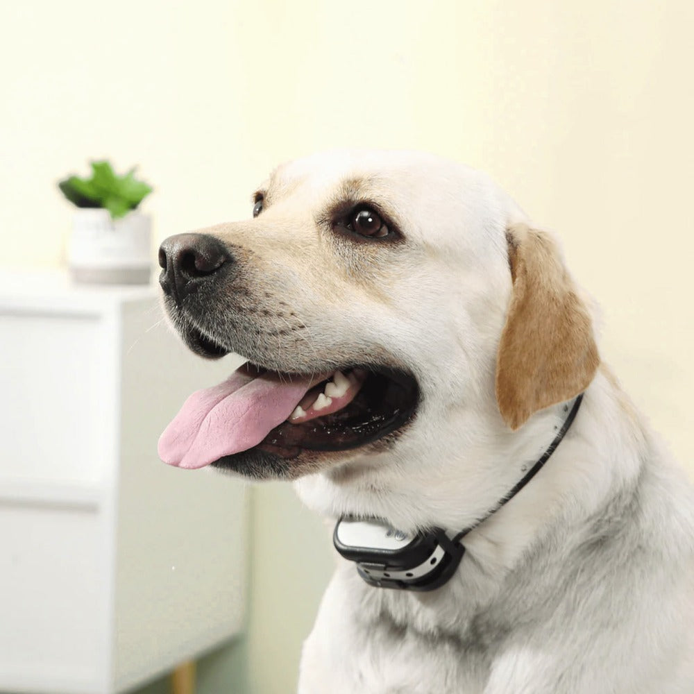 Clôture électrique sans fil pour chien. Collier de dressage inclus. Sécurité et dressage optimal.