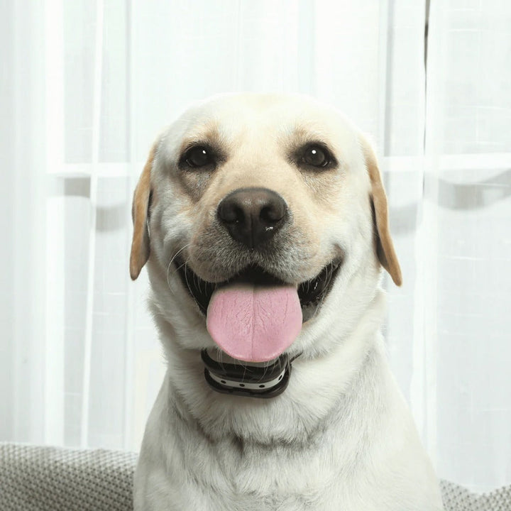 Clôture électrique sans fil pour chien. Collier de dressage inclus. Sécurité et dressage optimal.