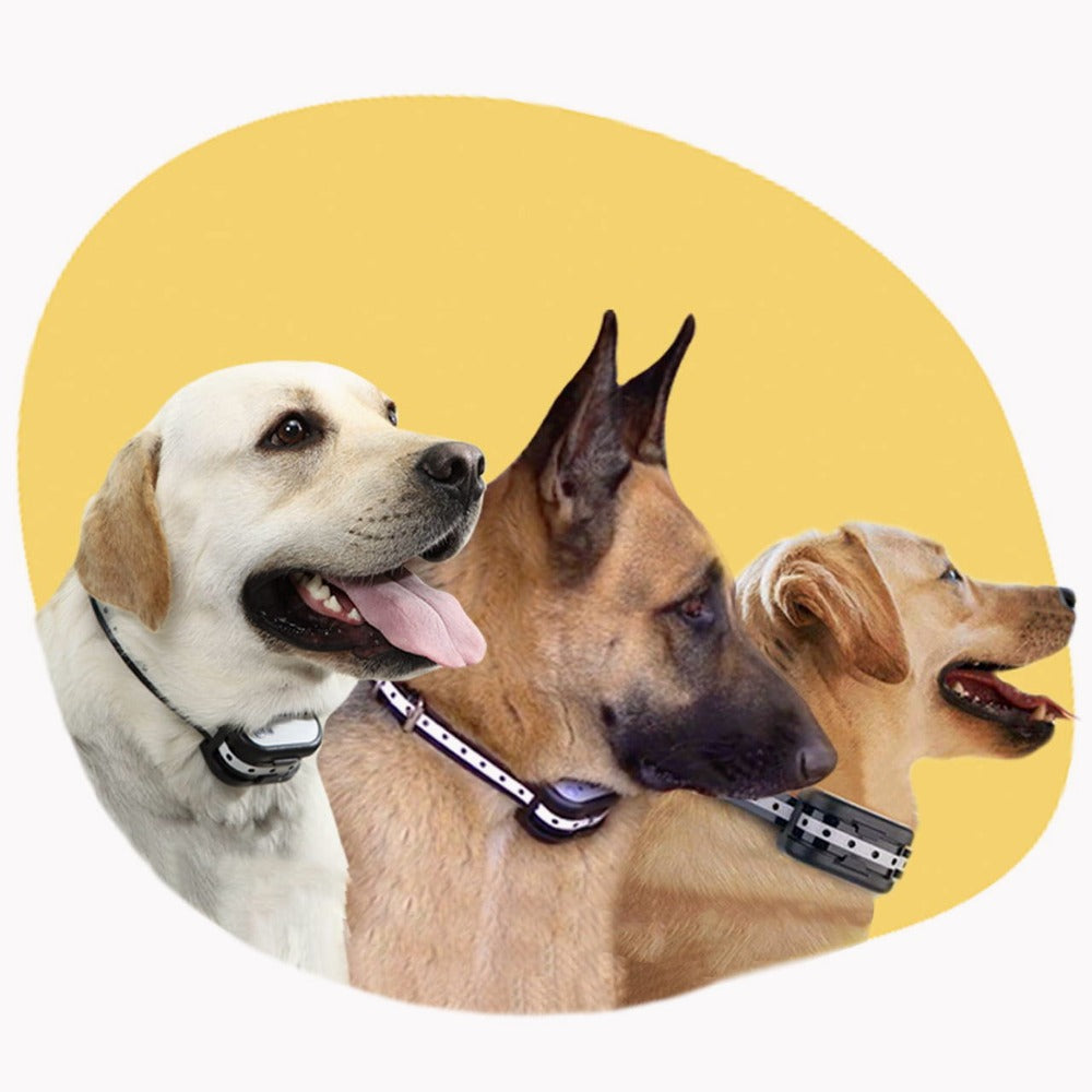 Clôture électrique sans fil pour chien. Collier de dressage inclus. Sécurité et dressage optimal.