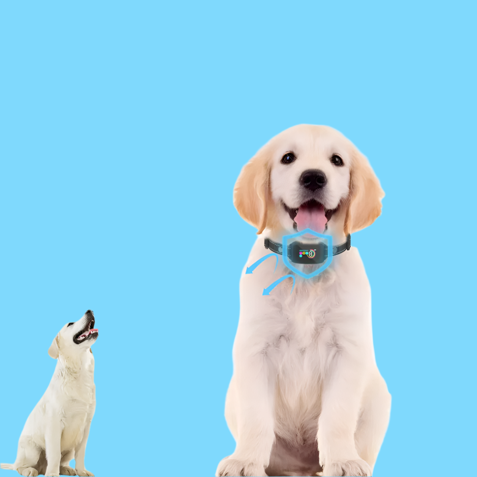 Collier dressage chien avec télécommande, 8 niveaux vibration/choc. Dressage efficace et sécurisé pour animaux.