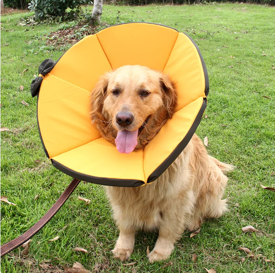 Collier protecteur chien post-opératoire. Confort optimal, évite les léchages.  Guérison rapide.