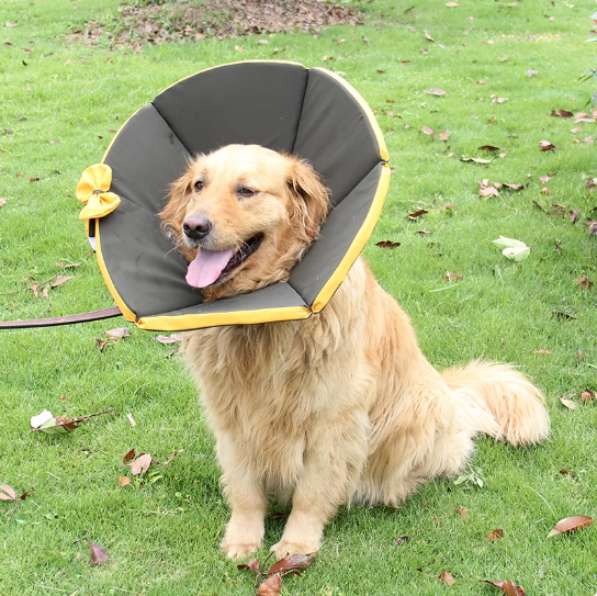 Collier protecteur chien post-opératoire. Confort optimal, évite les léchages.  Guérison rapide.