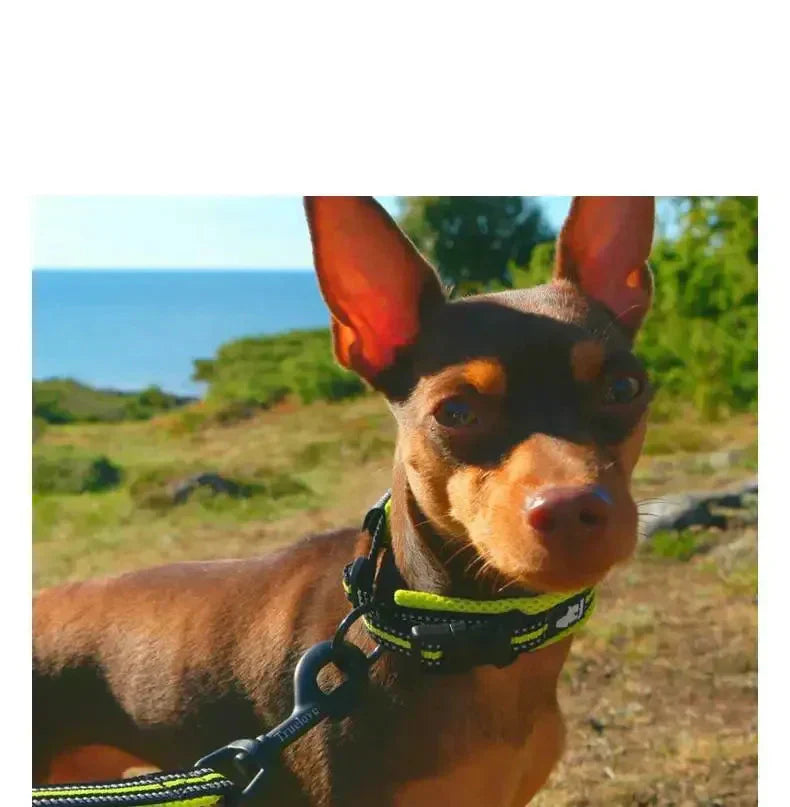 Collier réfléchissant pour chien avec bandes lumineuses, réglable, tissu respirant, idéal pour promenades nocturnes.