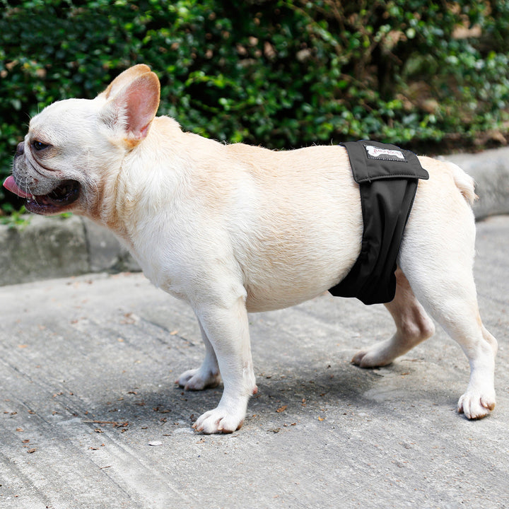 Couche pour chien mâle incontinent, protection et confort.