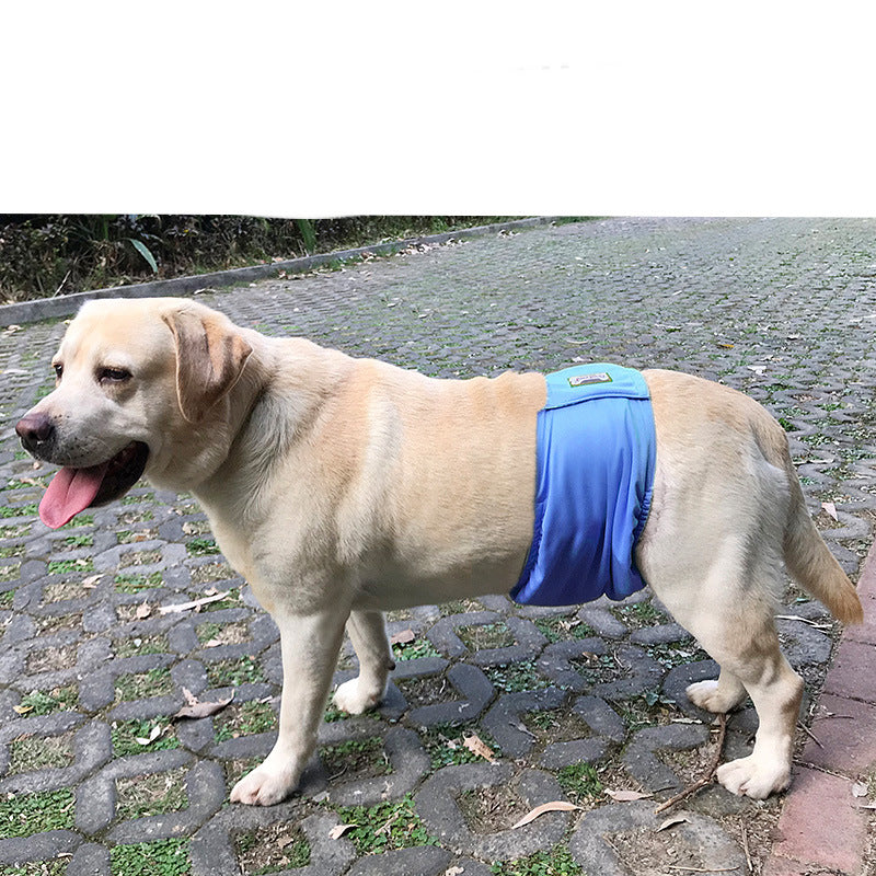 Couche pour chien mâle incontinent, protection et confort.