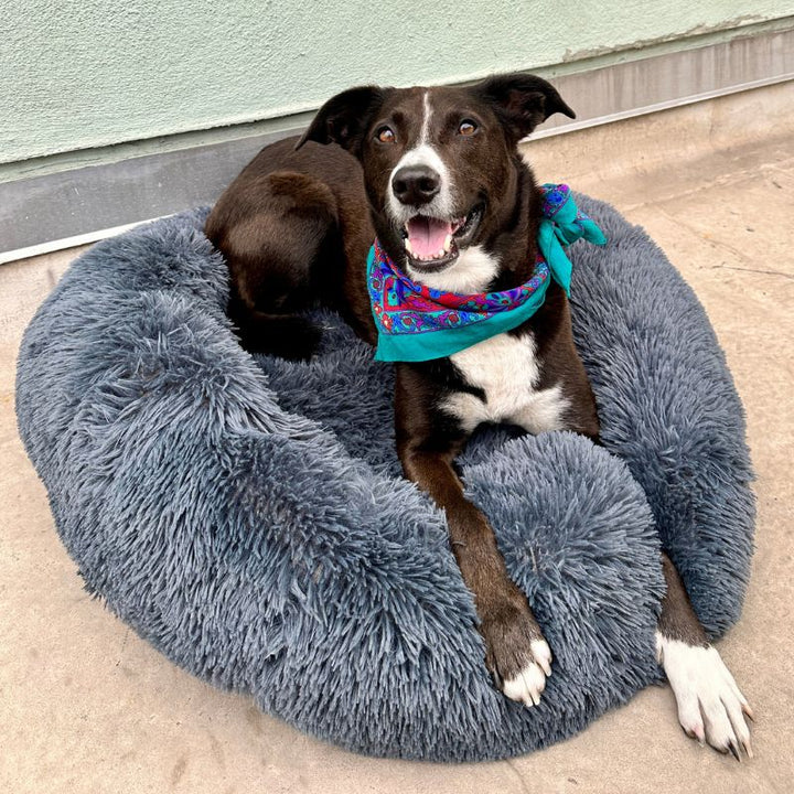 Coussin confortable pour chien, anti-stress.  Design apaisant, idéal pour un sommeil paisible.