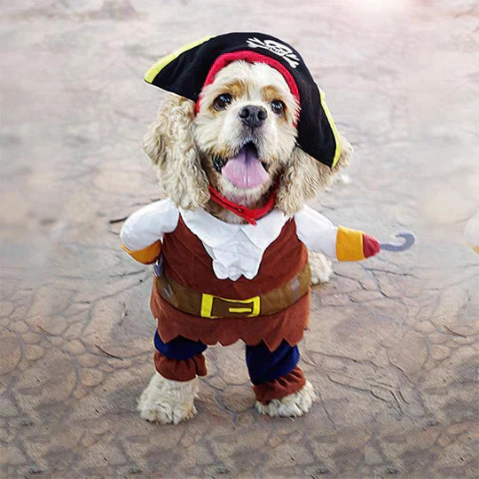 "Déguisement créatif chien pirate avec chapeau et foulard, costume original pour occasions spéciales, confort optimal"