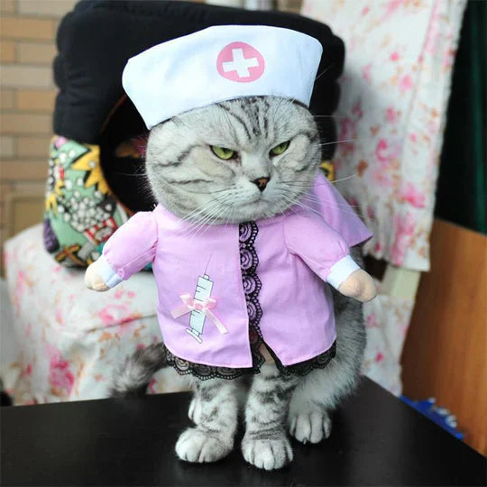 "Déguisement créatif chien pirate avec chapeau et foulard, costume original pour occasions spéciales, confort optimal"