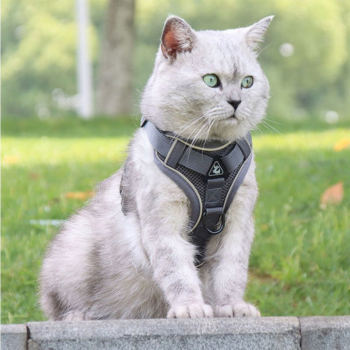 Harnais chat anti-fugue, confortable et résistant.  Promenade sécurisée pour votre matou.