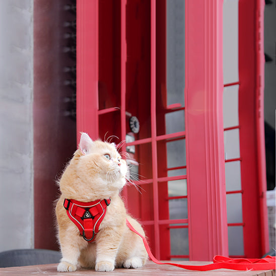 Harnais chat anti-fugue, confortable et résistant.  Promenade sécurisée pour votre matou.