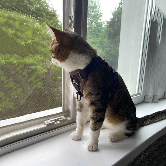 Harnais chat anti-fugue, confortable et résistant.  Promenade sécurisée pour votre matou.