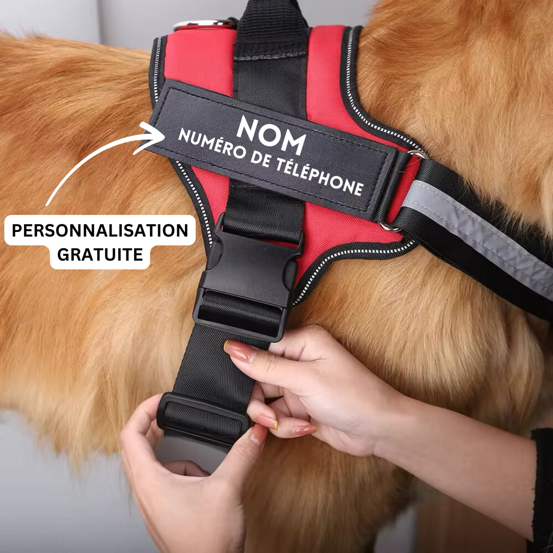 Harnais chien anti-traction personnalisé.  Confort et sécurité assurés.  Design robuste et ajustable.