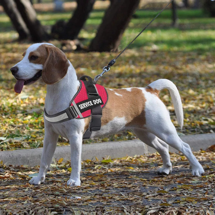 Anti-Ziehgeschirr für Hunde, personalisierbar und reflektierend