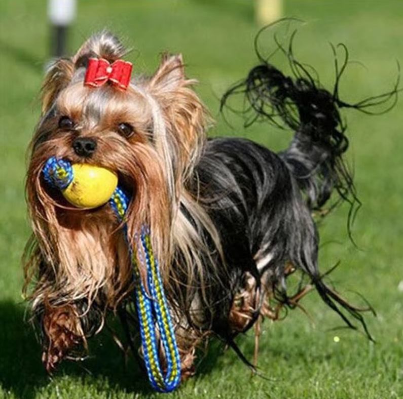 Jouet chien robuste : balle & corde (9cm), durable, idéal pour jeux actifs.