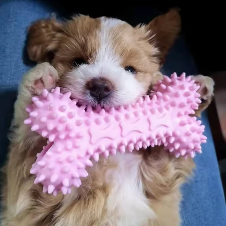 Jouets chiot résistants: peluches, cordes & anneaux pour mâcher. Hygiène dentaire et amusement garantis!