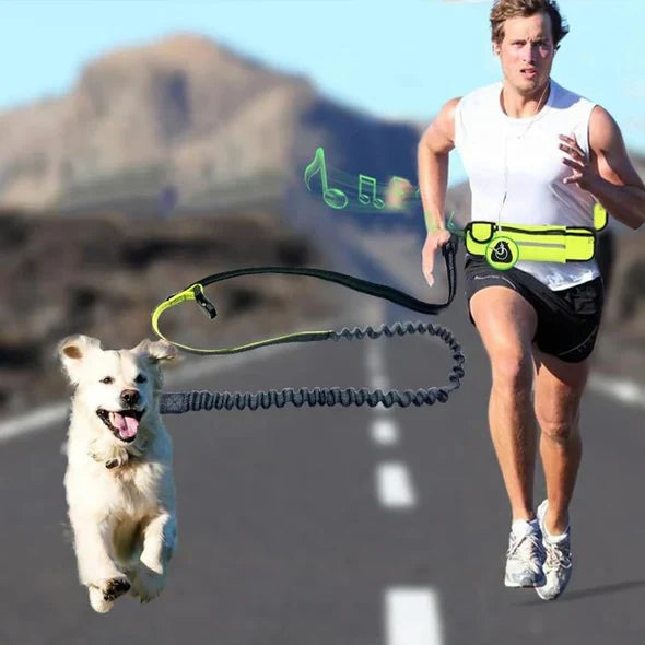 Laisse chien mains libres running, course & randonnée.  Ceinture confortable, amortisseur, réflecteurs. Sécurité & liberté po