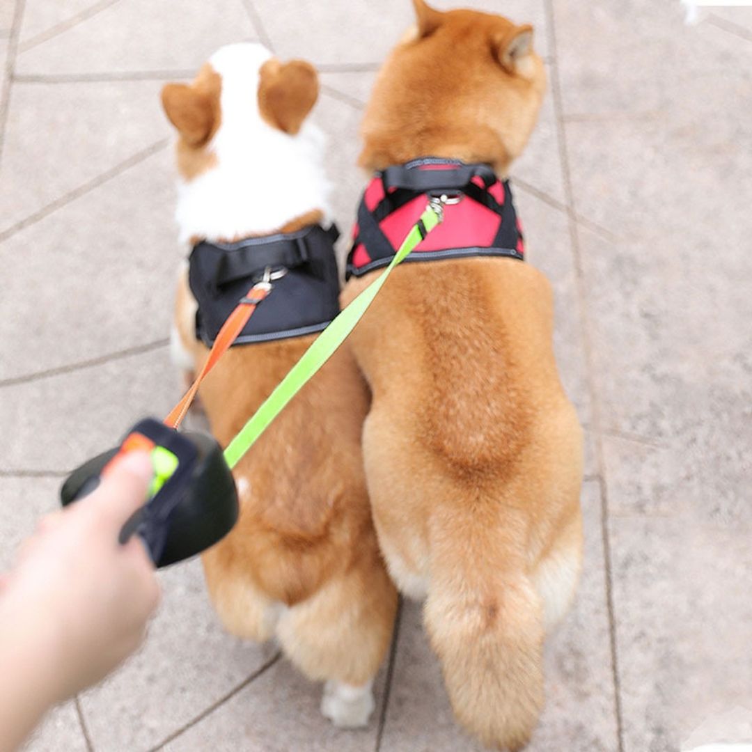 Laisse double chien anti-emmêlement LED.  Promenade facile et sécurisée, même la nuit.