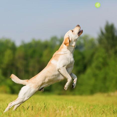 Lance-balle chien: jouet interactif pour jeux de lancer-rapporter.  Amusez votre chien facilement!