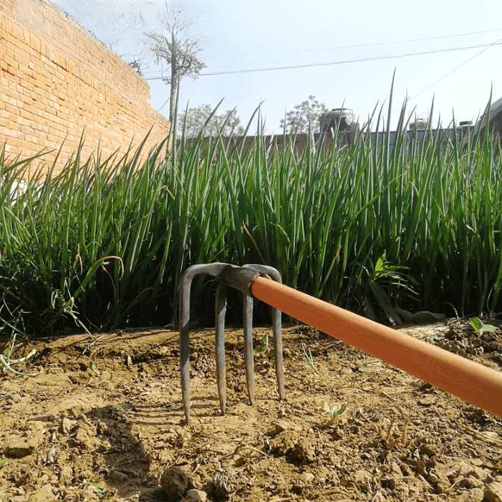 Outil de jardinage robuste, multi-dents, pour labourer, planter.  Acier, design ergonomique.