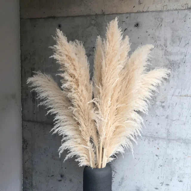Plume pampas séchée, déco bohème naturelle. Décoration intérieure élégante et vaporeuse.