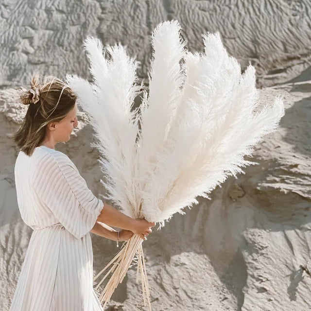 Plume pampas séchée, déco bohème naturelle. Décoration intérieure élégante et vaporeuse.