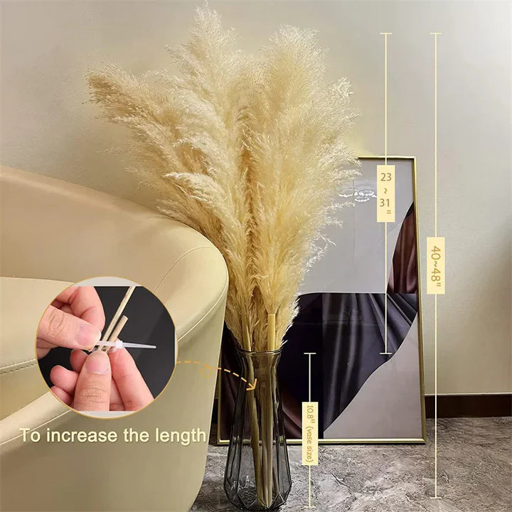 Plume pampas séchée, déco bohème naturelle. Décoration intérieure élégante et vaporeuse.