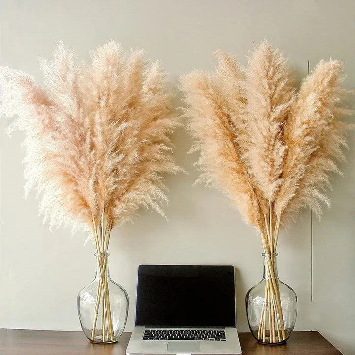 Plume pampas séchée, déco bohème naturelle. Décoration intérieure élégante et vaporeuse.