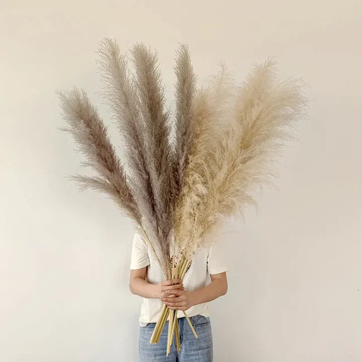 Plume pampas séchée, déco bohème naturelle. Décoration intérieure élégante et vaporeuse.