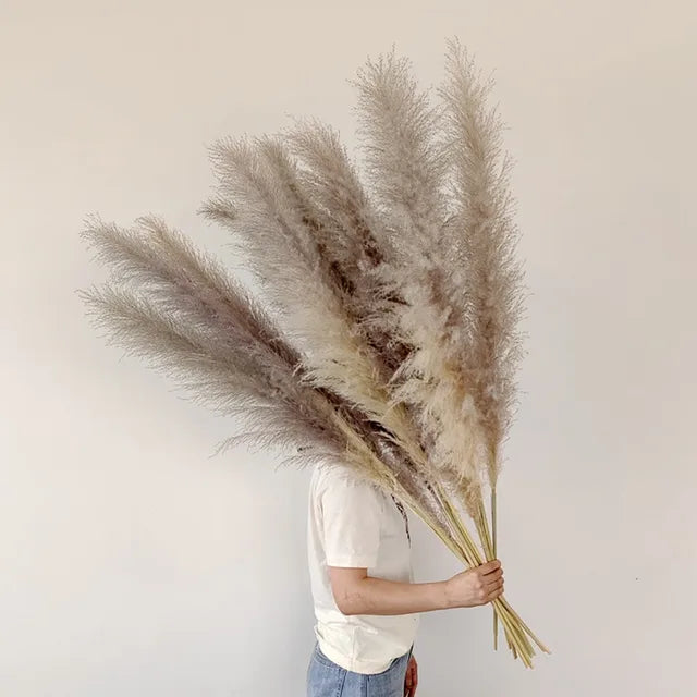 Plume pampas séchée, déco bohème naturelle. Décoration intérieure élégante et vaporeuse.