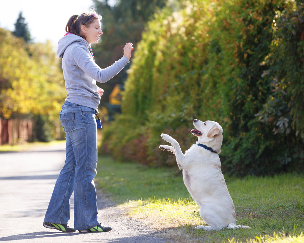 Sifflet ultrason pour dressage canin. Réglable, méthode douce.  Design compact et pratique.  Accessoire pour éducation positi
