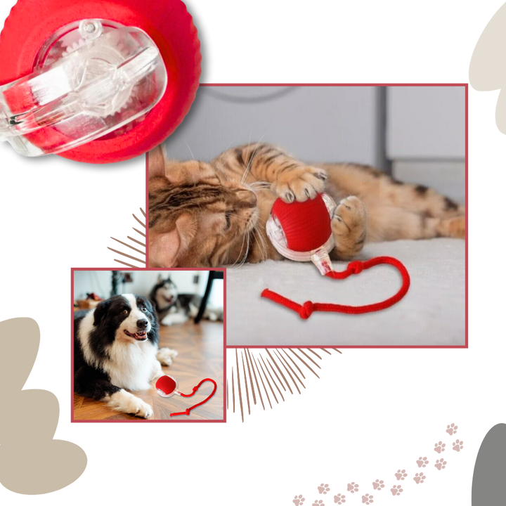 Jouet interactif intelligent pour chats  - Ozerty