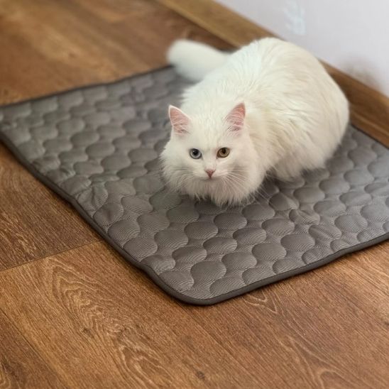 Tapis rafraîchissant pour chat, été, thermorégulateur. Confort optimal, chaleur absorbée.