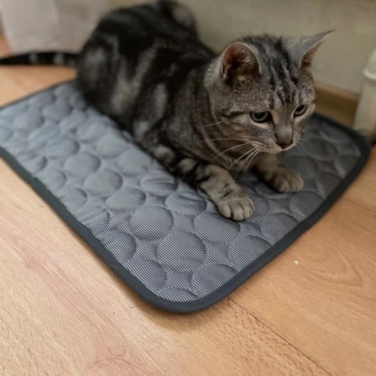 Tapis rafraîchissant pour chat, été, thermorégulateur. Confort optimal, chaleur absorbée.