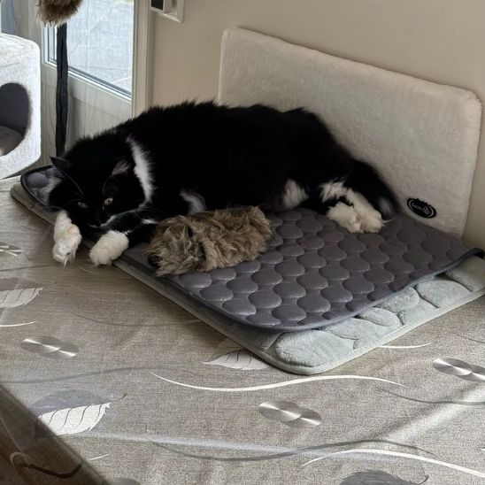 Tapis rafraîchissant pour chat, été, thermorégulateur. Confort optimal, chaleur absorbée.