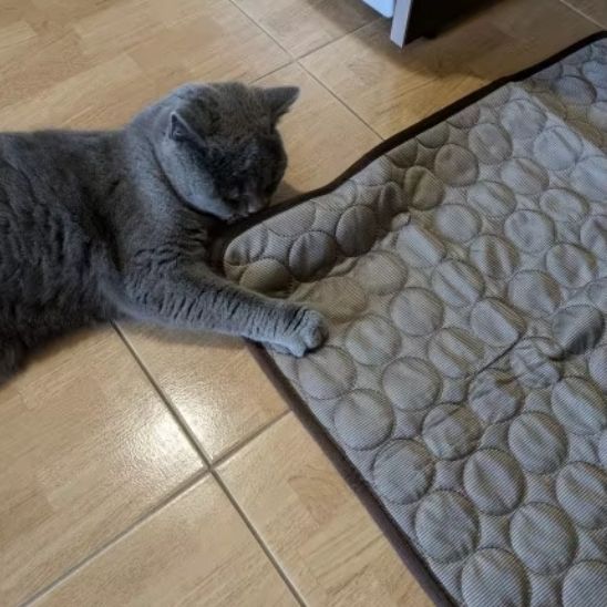 Tapis rafraîchissant pour chat, été, thermorégulateur. Confort optimal, chaleur absorbée.