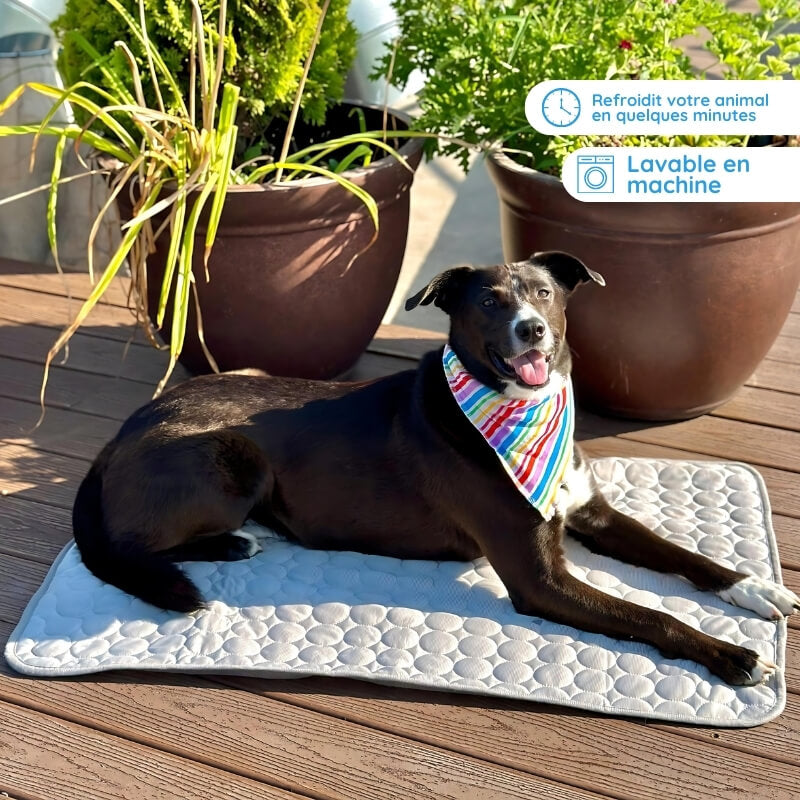 Tapis rafraîchissant pour chien, coussin animal confortable et frais. Refroidissement instantané, idéal été.