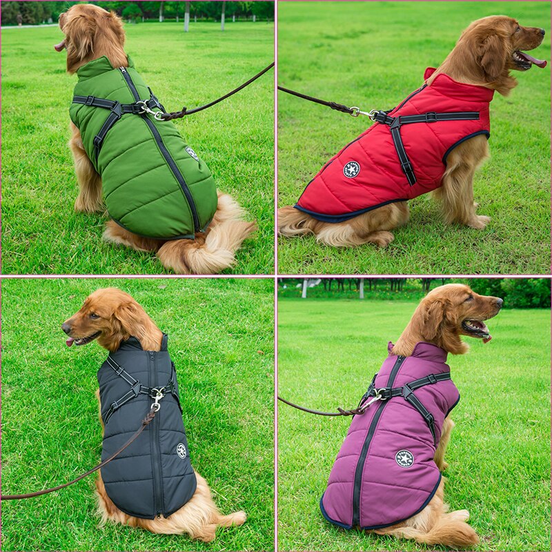 Chien en veste d'hiver pour promenade, protection contre le froid et l'eau. Idéal pour activités extérieures.